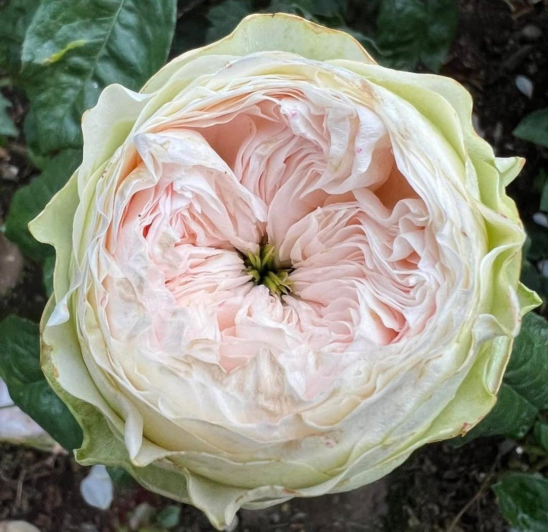 Pink Pie garden rose plant large flower bush deciduous shrub - Image 2