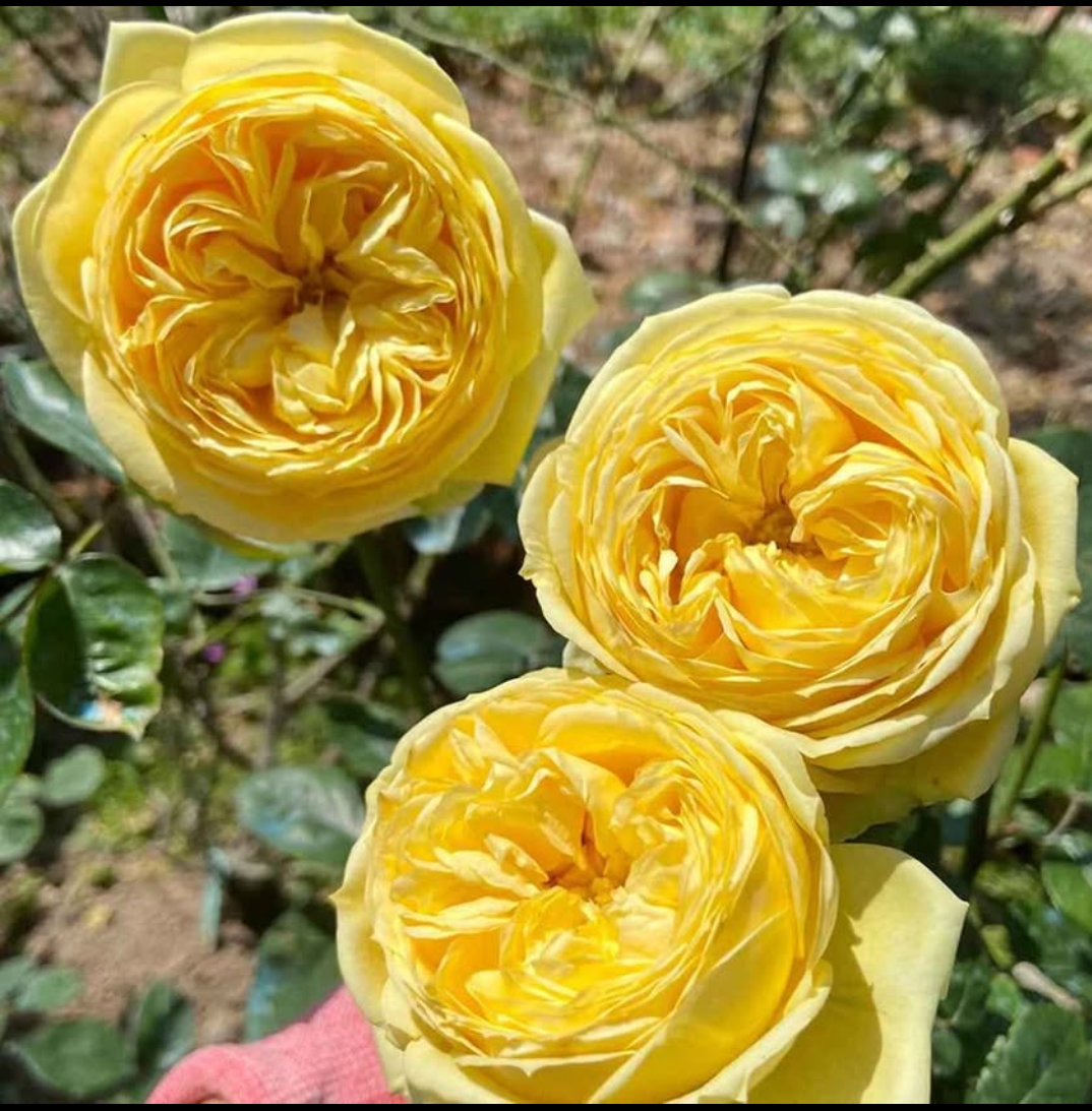 Catalina rose plant flower bush shrub