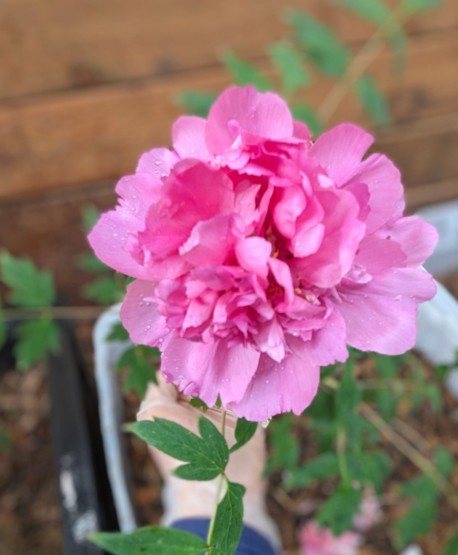"Lavender Silk" large flower cold hardy part shade tree peony - Image 4