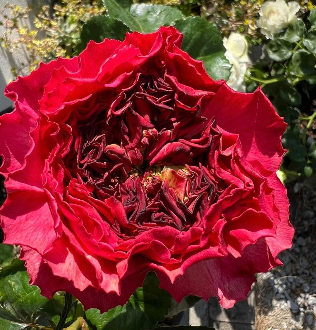 Frozen Summerhouse garden rose plant flower bush shrub - Image 3