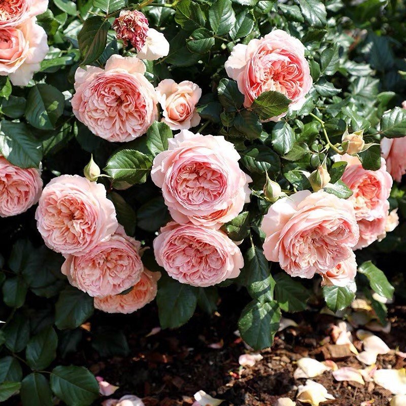 Masora Japanese garden rose plant flower bush shrub - Image 4