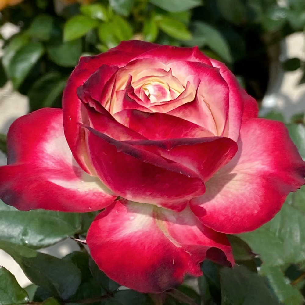 Apple Jack rose plant - Image 4