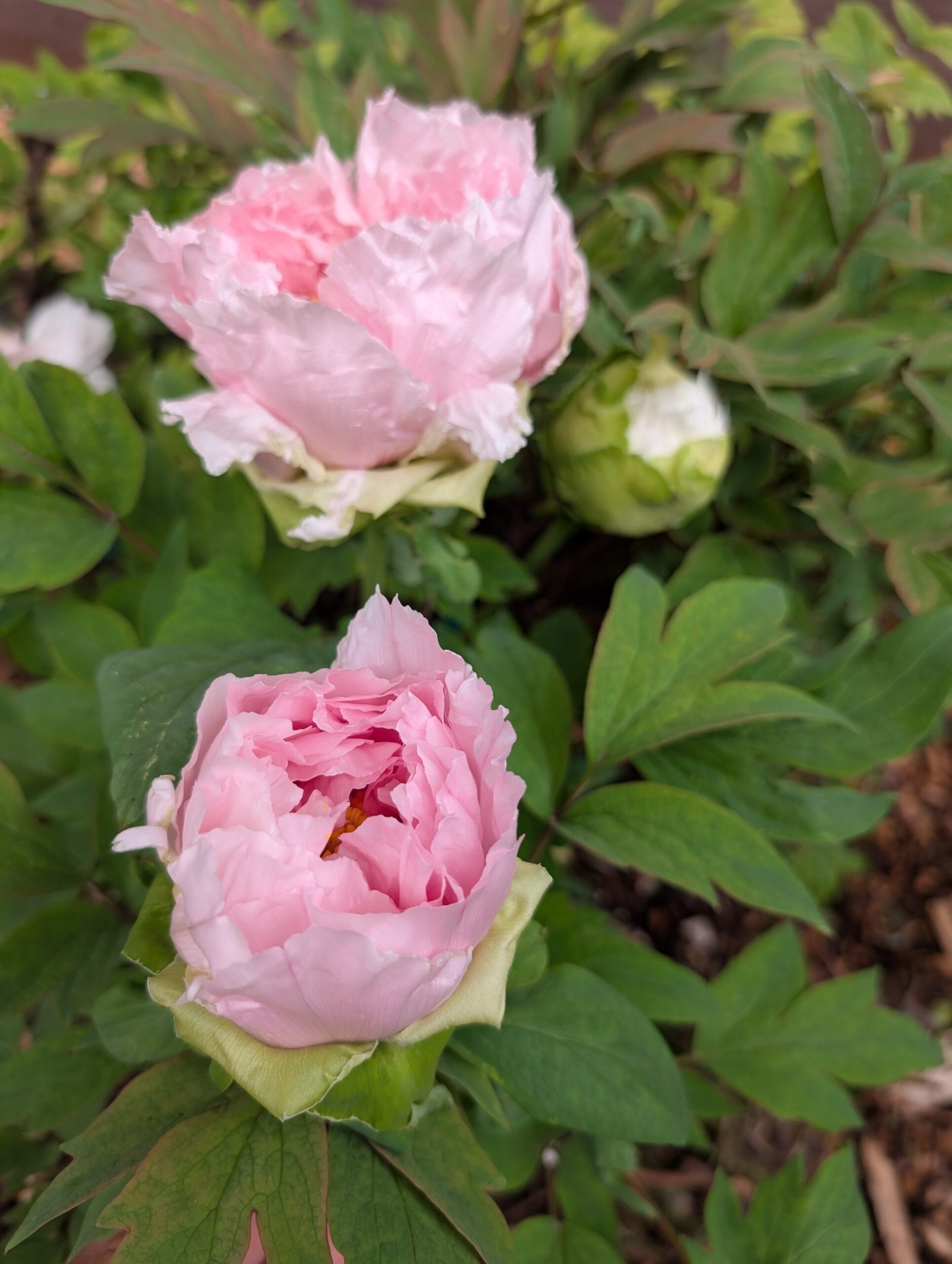 Hanakisoi Japanese large flower tree peony - Image 7