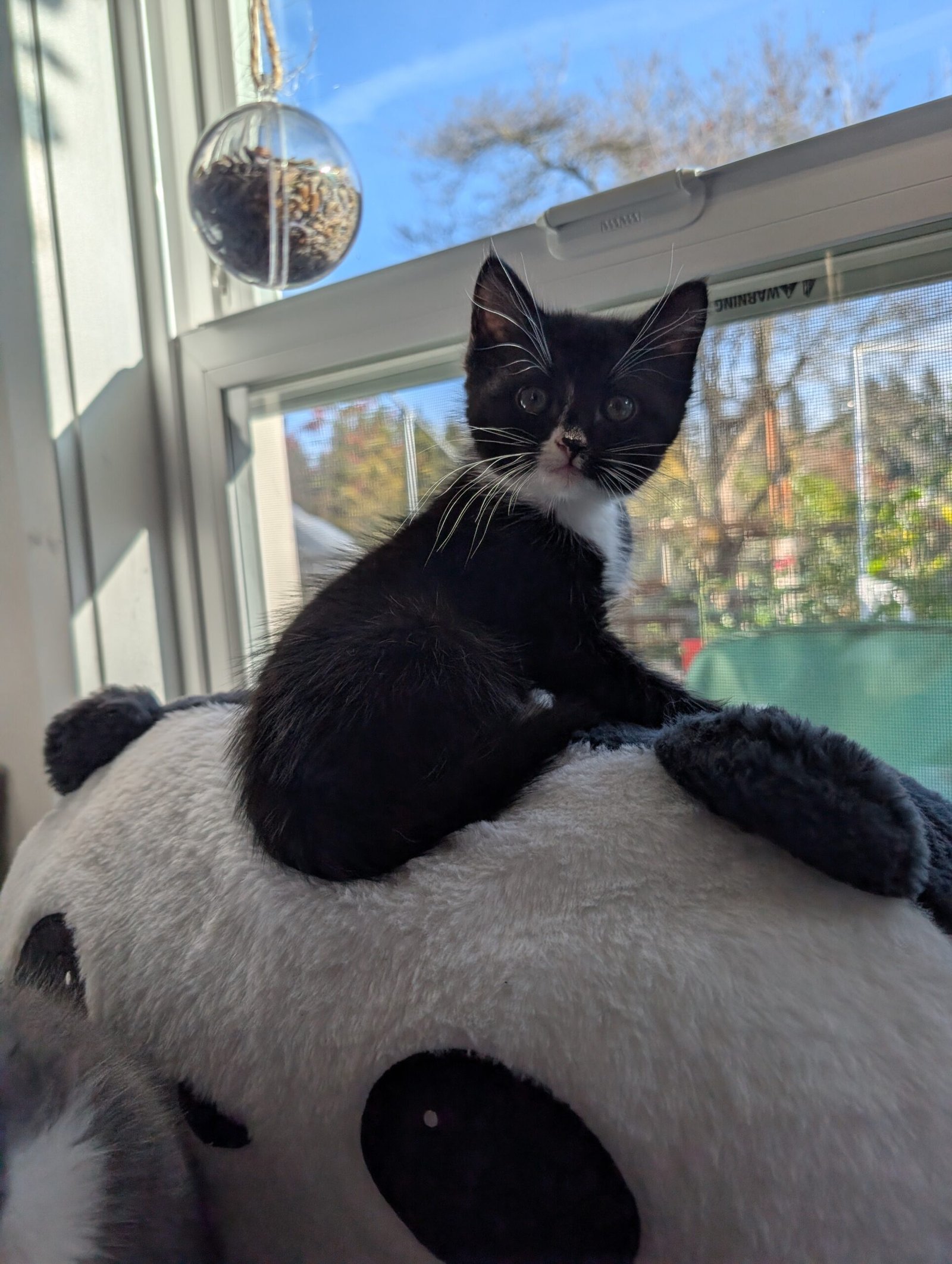 2.5 month old kitten kitty cats - Image 8