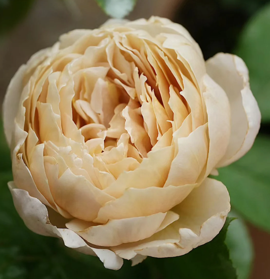 Charlotte Perriand Japanese garden rose plant flower bush shrub - Image 8