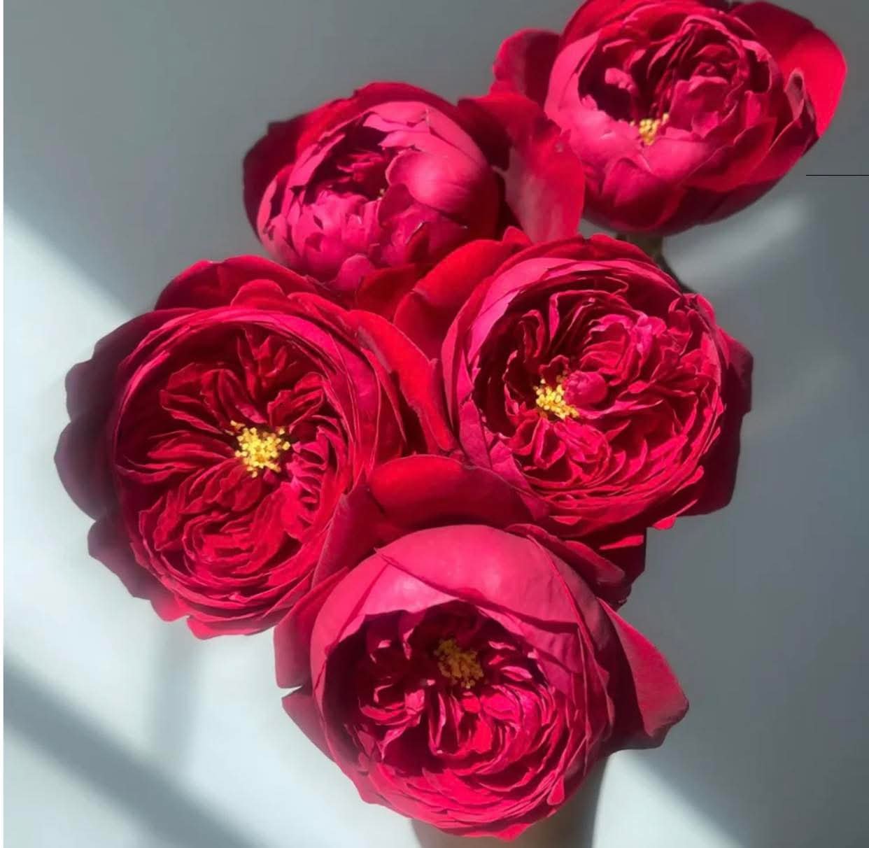 Peony Red garden rose plant flower bush deciduous shrub - Image 3