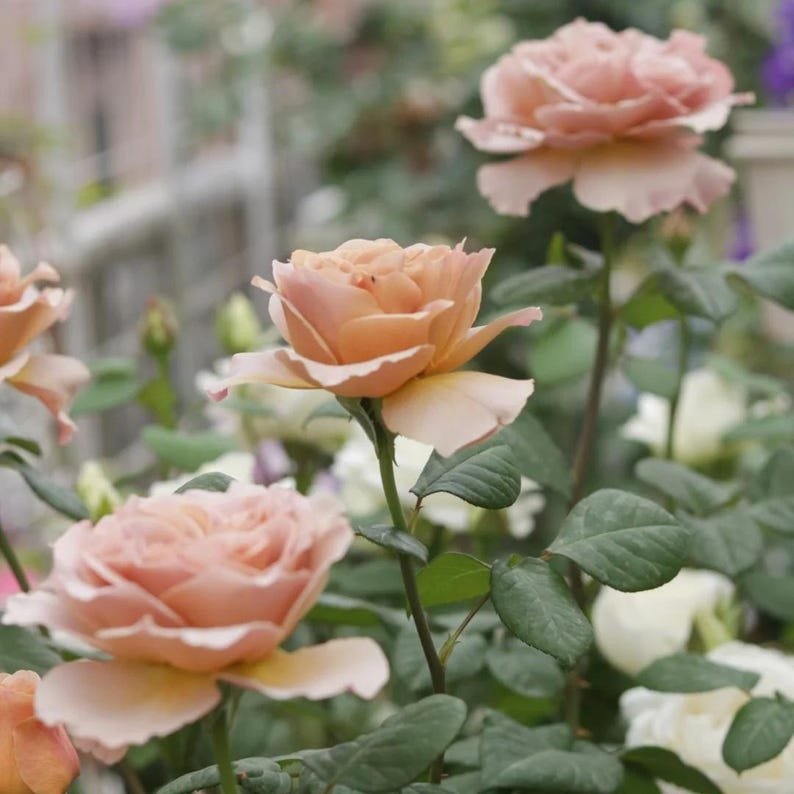 Cafe Latte garden rose plant flower bush shrub - Image 4