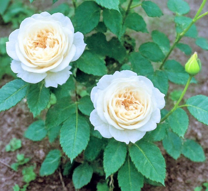 Paradise White garden rose plant flower bush shrub - Image 2