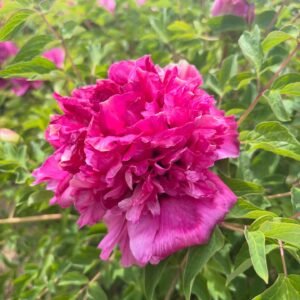 Tao Yuan Sheng Hui tree peony