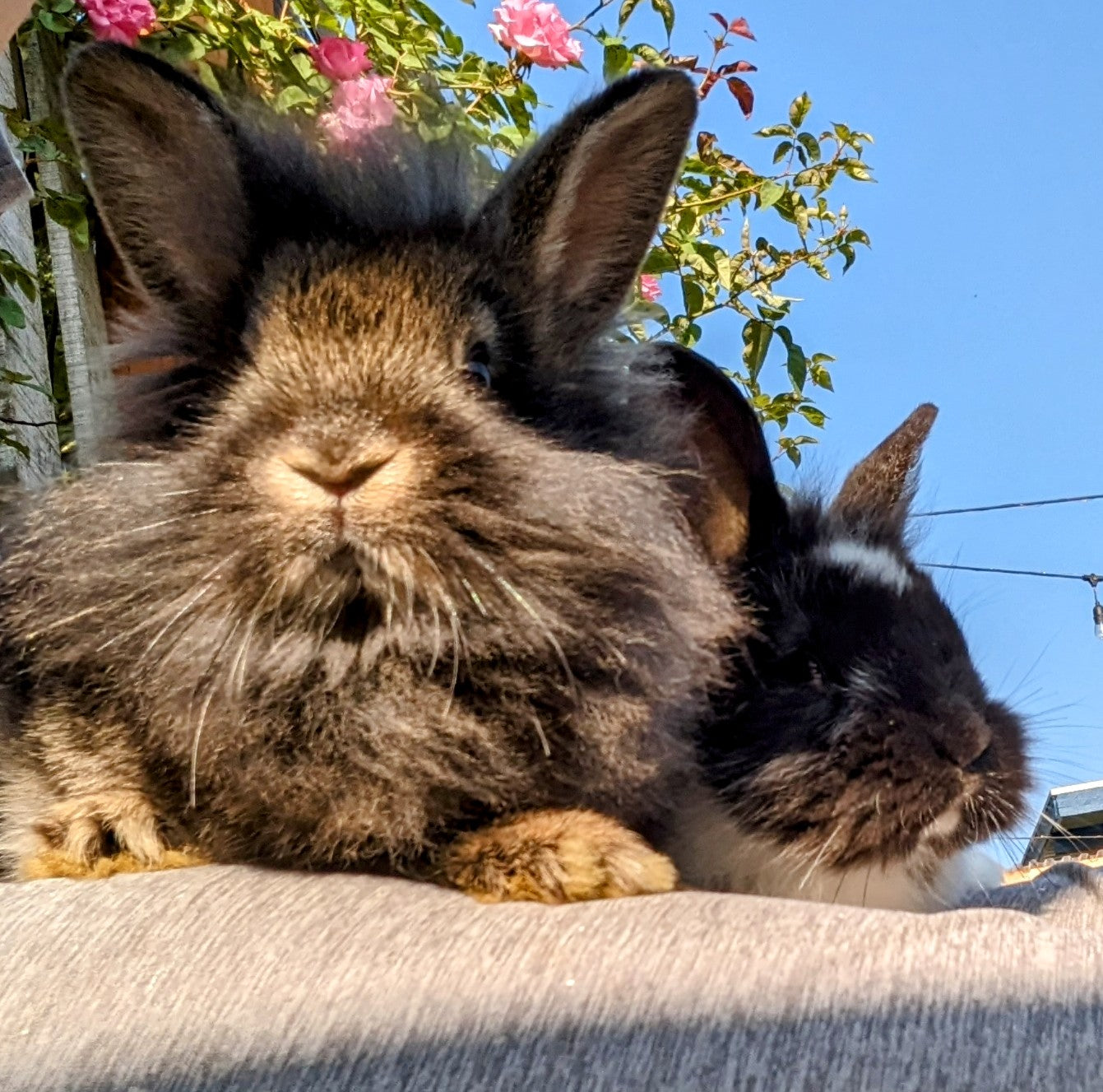 2-6 month old bunny rabbits - Image 13