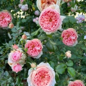 Masora Japanese garden rose plant flower bush shrub
