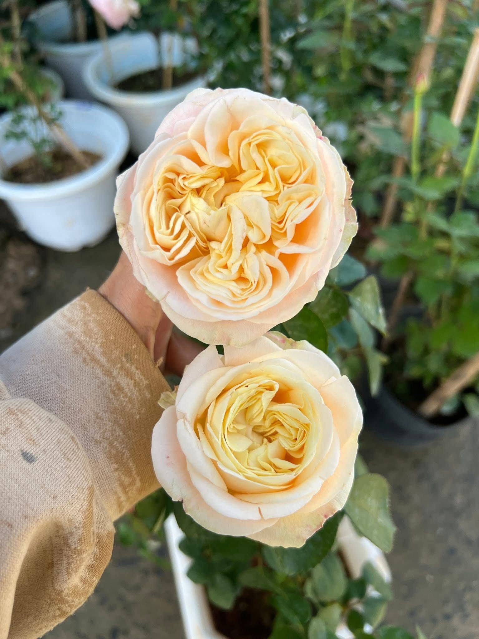 Priscilla color changing garden rose plant flower bush shrub - Image 3