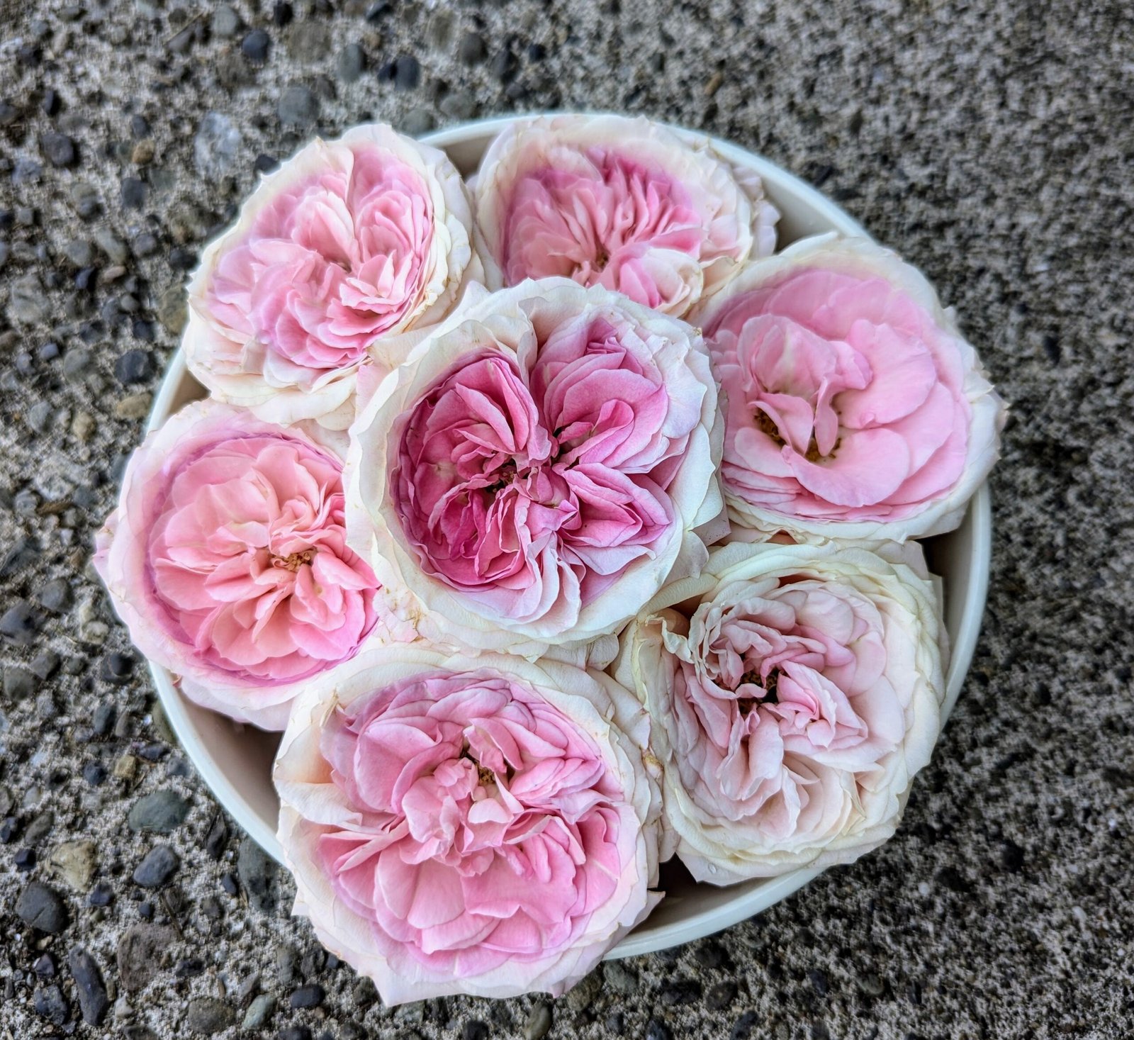 Mayra Bridal garden rose plant flower bush shrub - Image 11