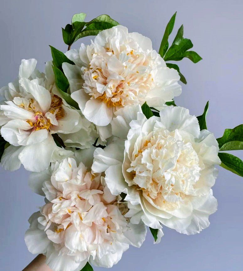 "Yao's Yellow" large flower tree peony Preorder for fall 2026 - Image 11