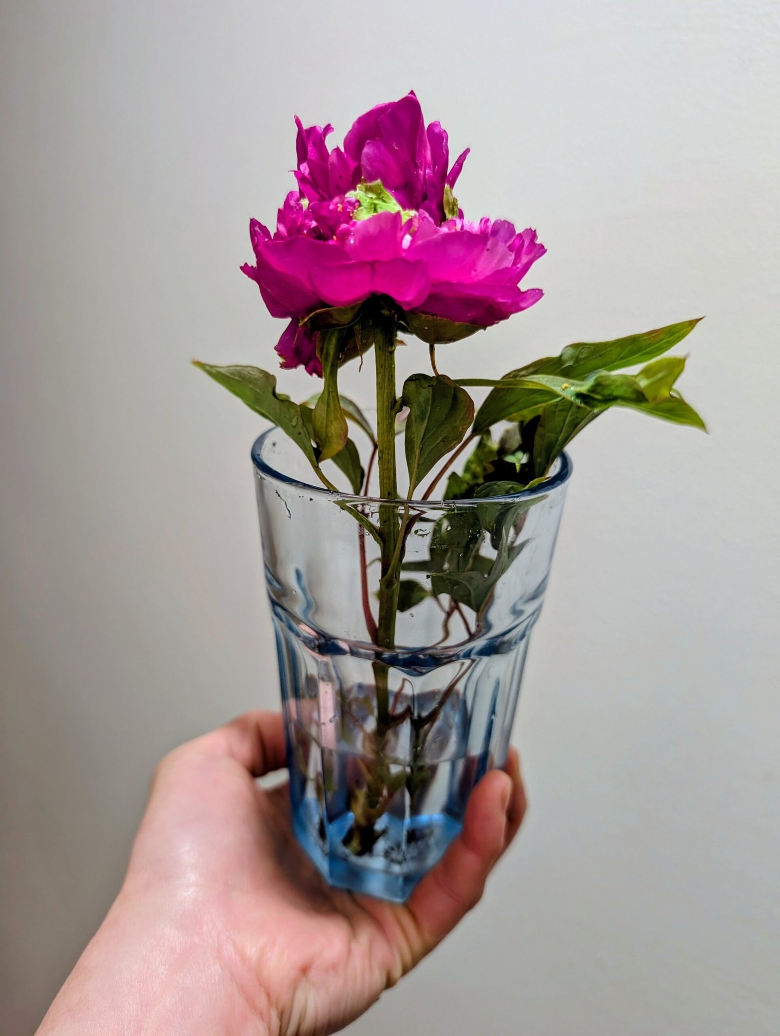"Champion Crown" large flower tree peony - Image 19