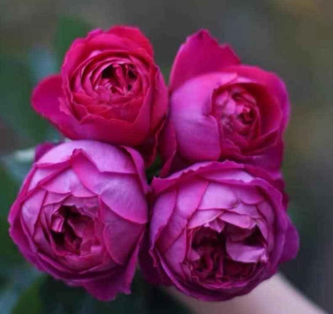 Yves Piaget garden rose plant flower bush shrub - Image 4