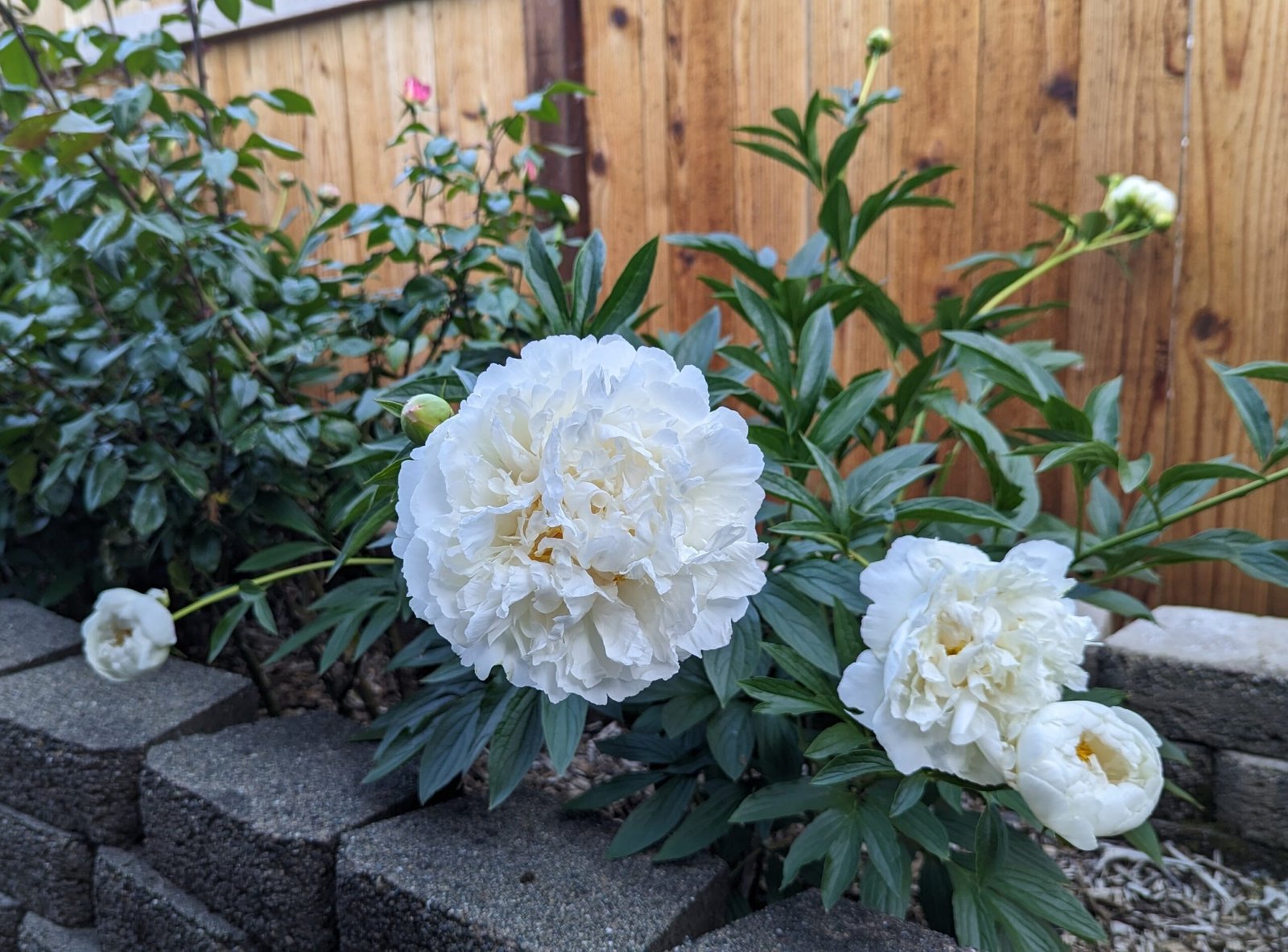 5 mixed mysterious herbaceous peony - Image 6