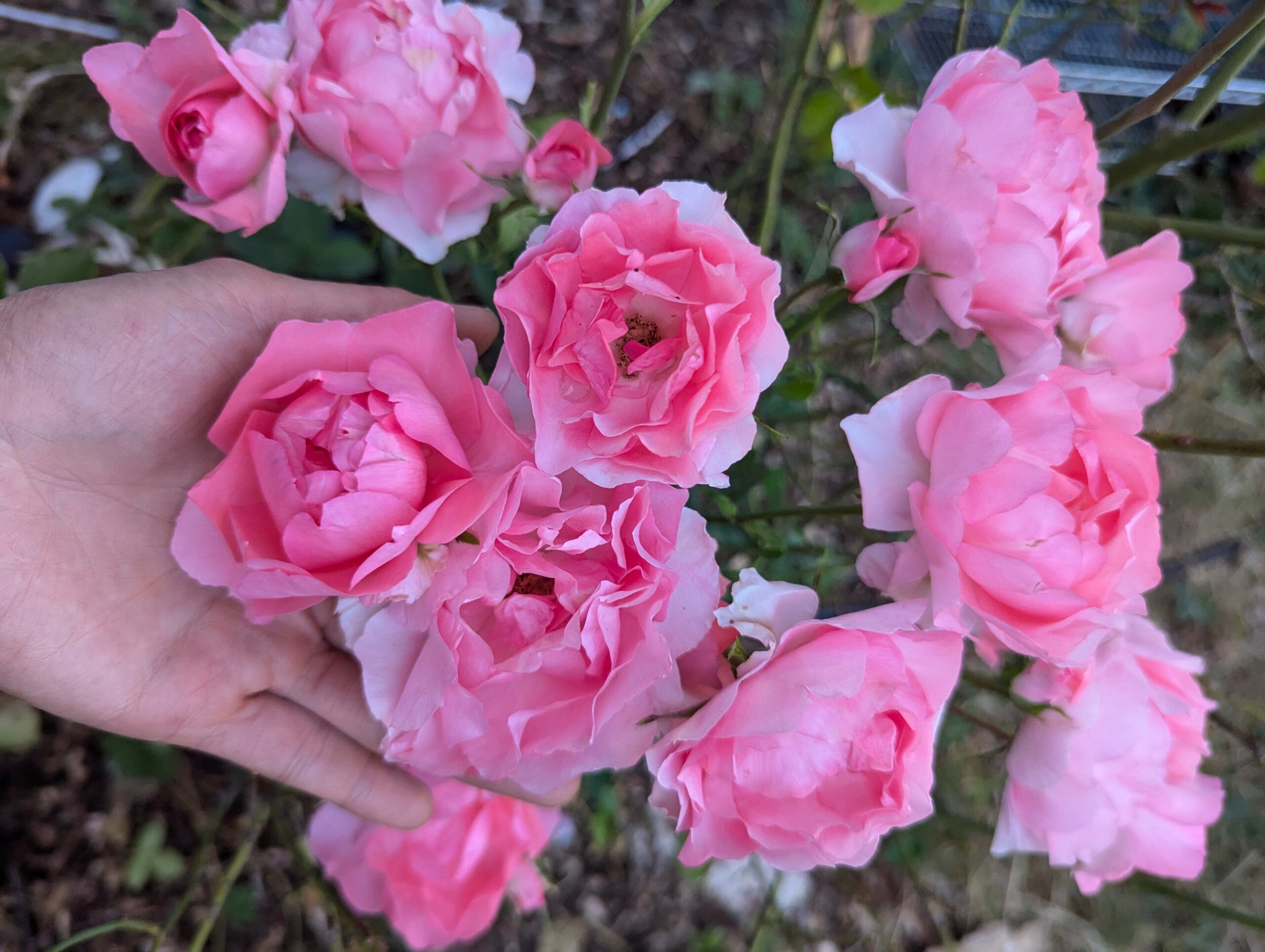 Pas Kis very few thorns rose plant flower bush shrub - Image 2
