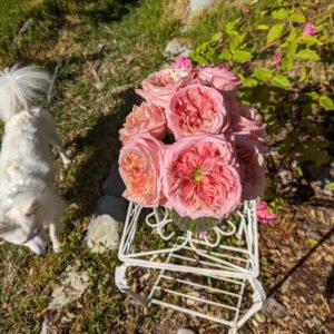 Pink Xpression (expression) garden rose plant flower bush shrub