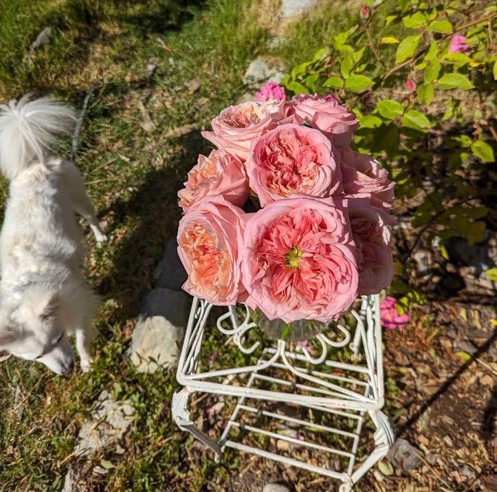 Pink Xpression (expression) garden rose plant flower bush shrub