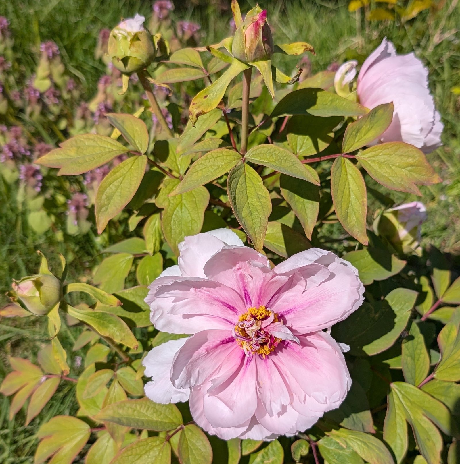 "Peach blossom in the snow" large flower tree peony - Image 13