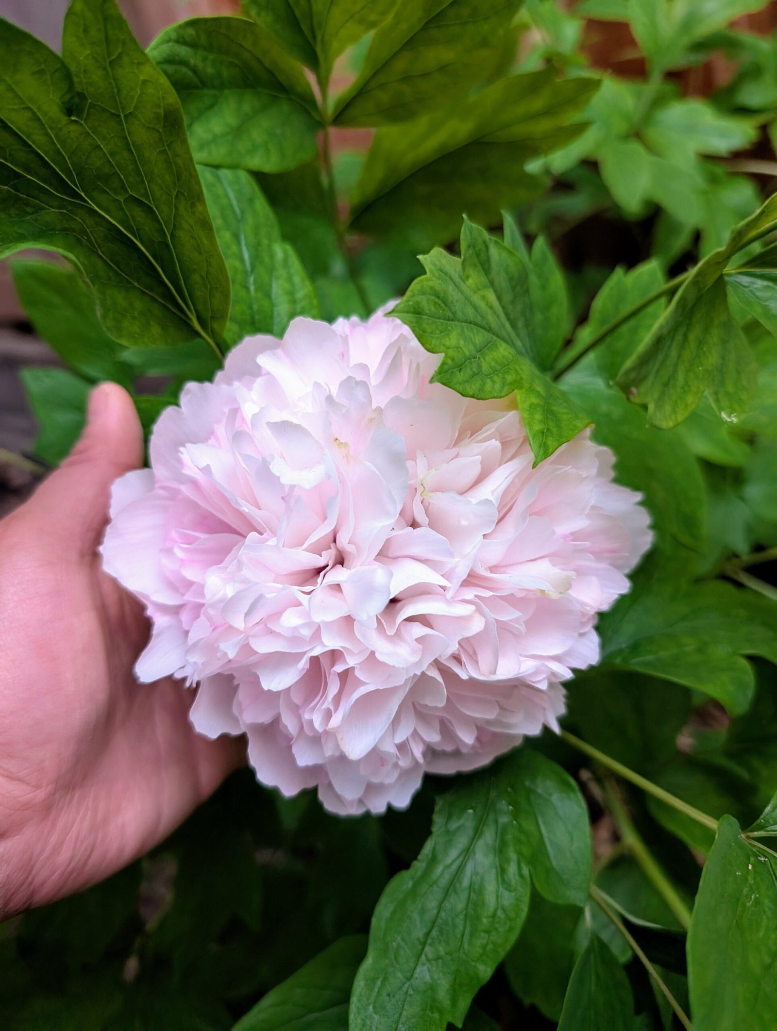 "Red thread girl" large flower tree peony Preorder for fall 2026 - Image 5