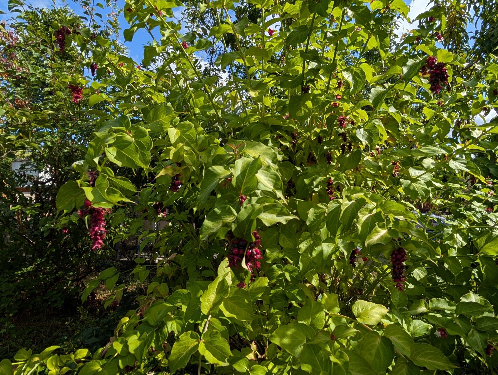 Free Himalayan honeysuckle seeds and cuttings - Image 9