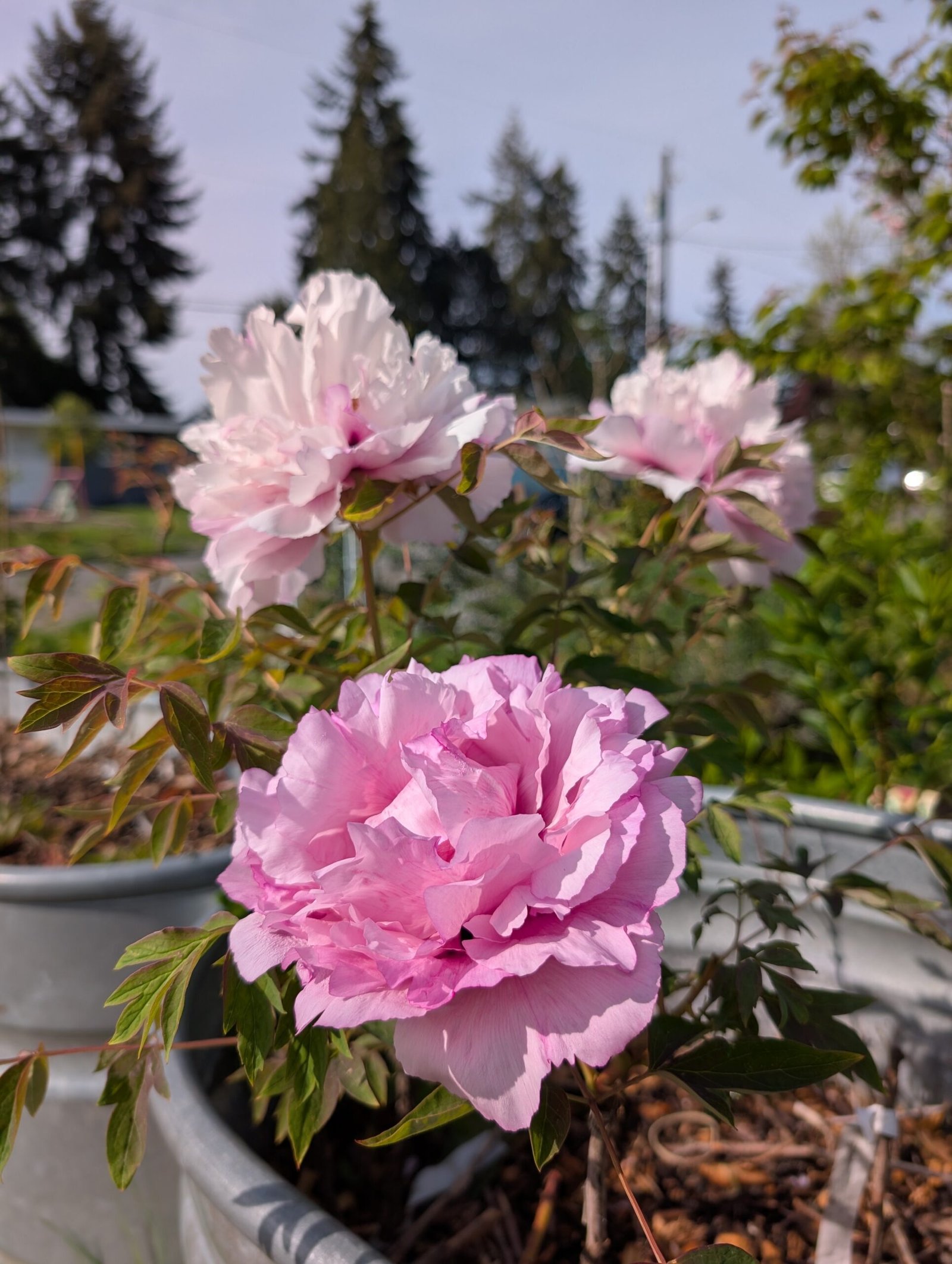 "Pink crown jade beads" tree peony - Image 2