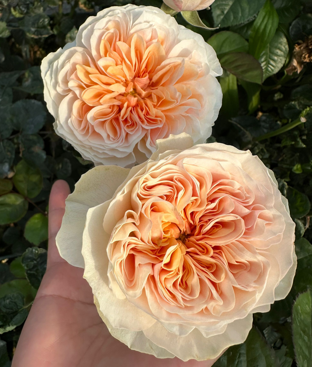 Tip Top garden rose plant flower bush shrub - Image 2