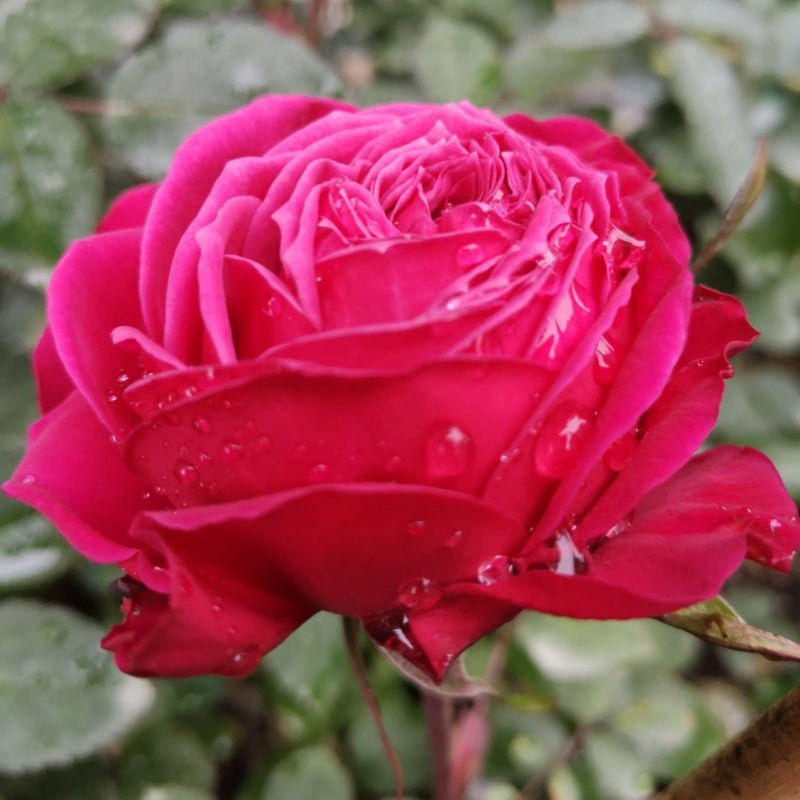 Just More rose plant flower bush shrub - Image 7