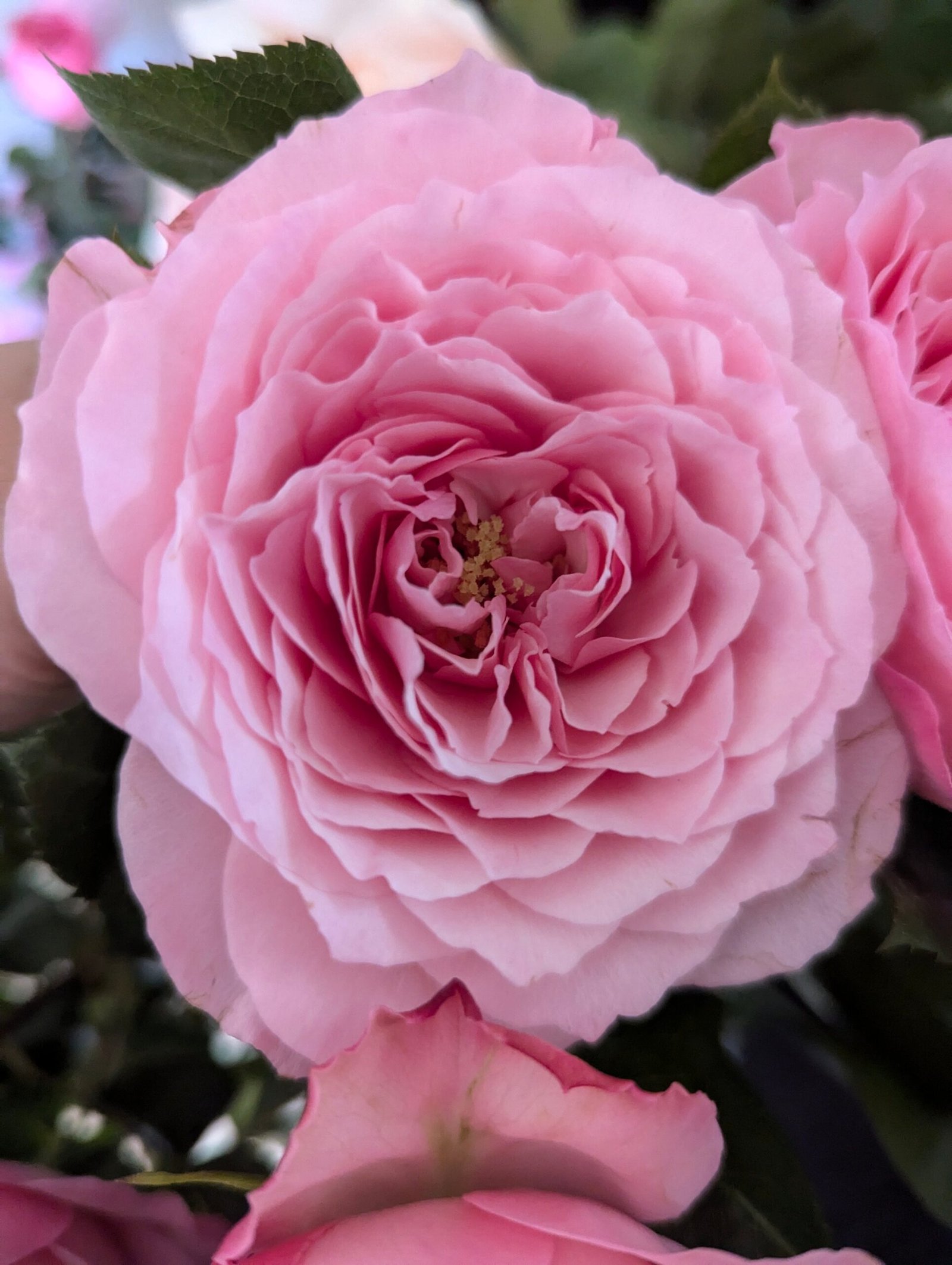 Mayra Pink garden rose plant flower bush shrub - Image 5