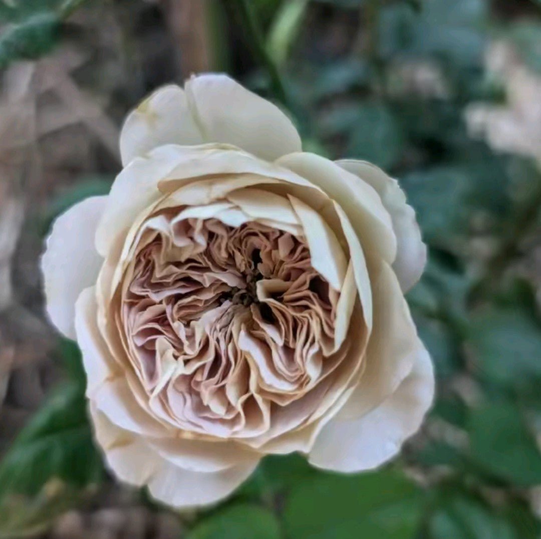 Cafe Latte garden rose plant flower bush shrub - Image 2