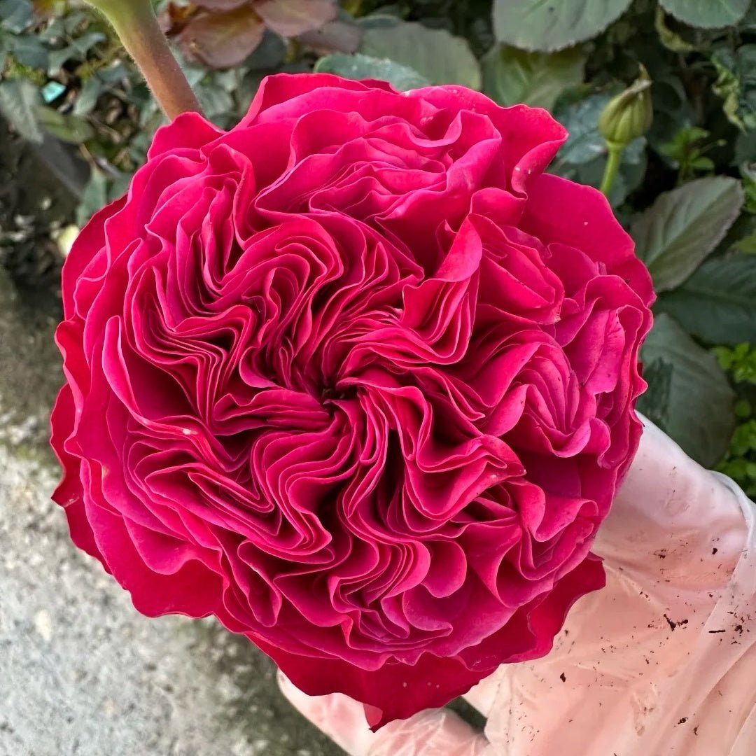 Pink N. Pretty garden rose plant flower bush shrub - Image 3