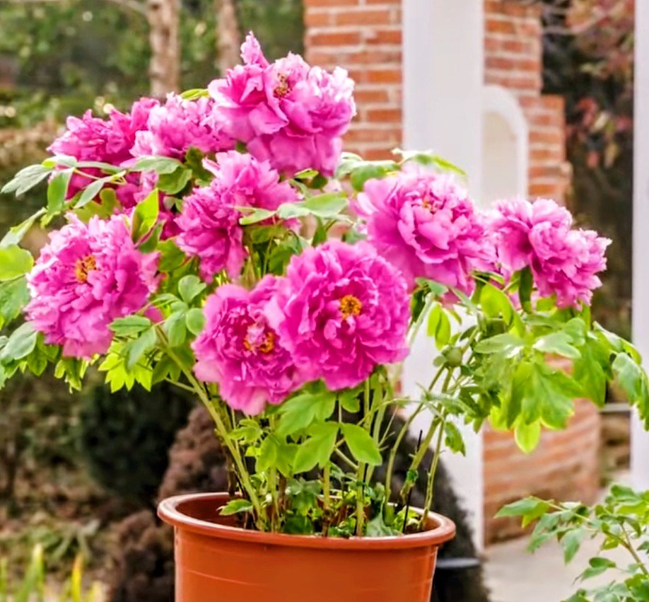 2 trees - Duo pink 2 large flower plants - Image 4