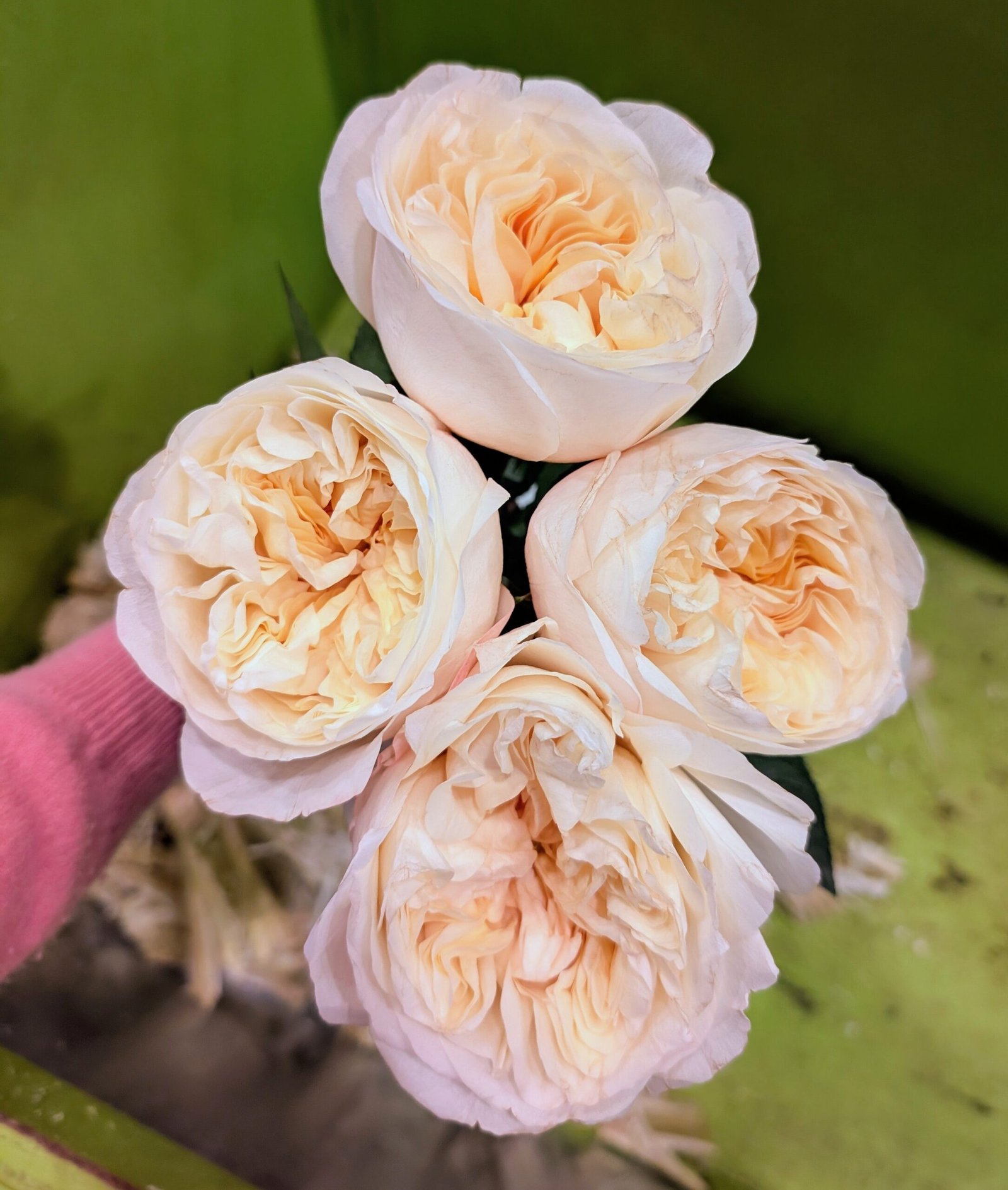 Pursuasion lookalike garden rose plant large flower bush deciduous shrub - Image 2