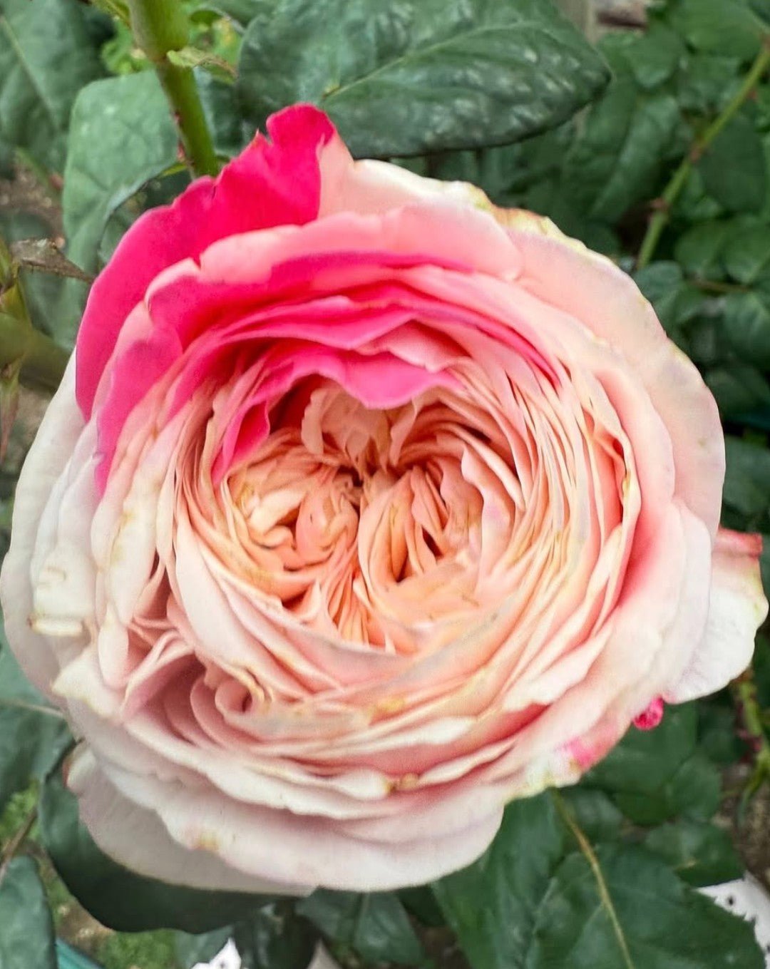 Tamaki garden rose plant flower bush shrub - Image 2