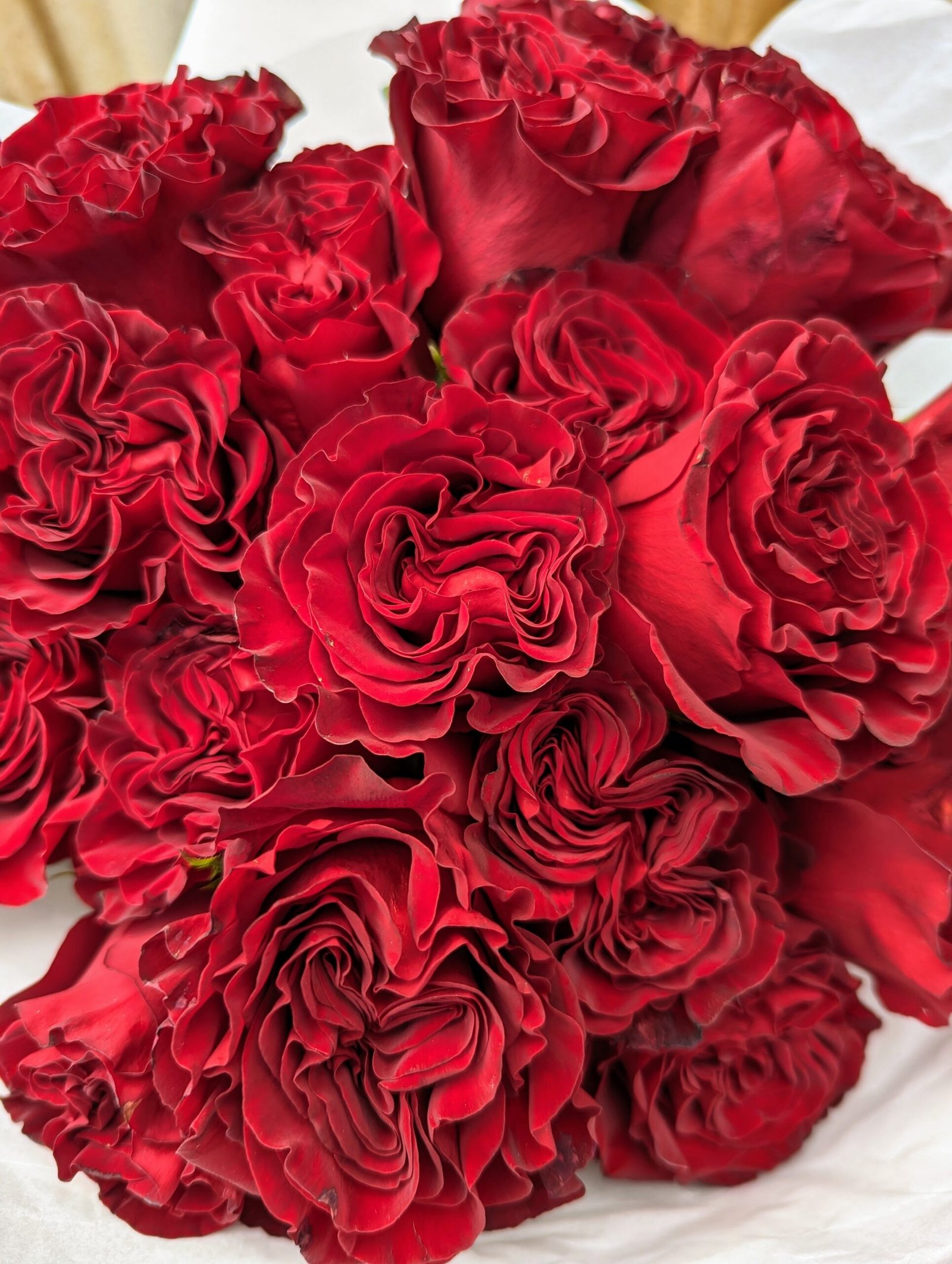 Hearts garden rose plant flower bush shrub - Image 5