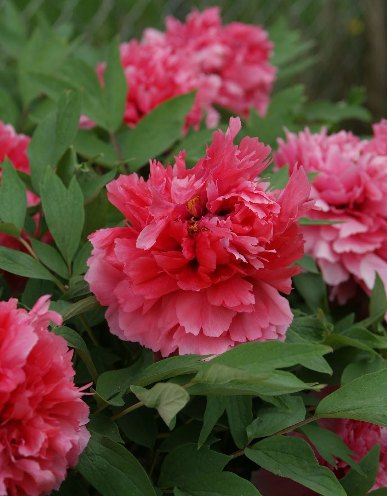 Shan hu tai coral tree peony - Image 4