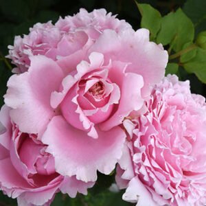 S. Rochas thornless rose plant flower bush shrub