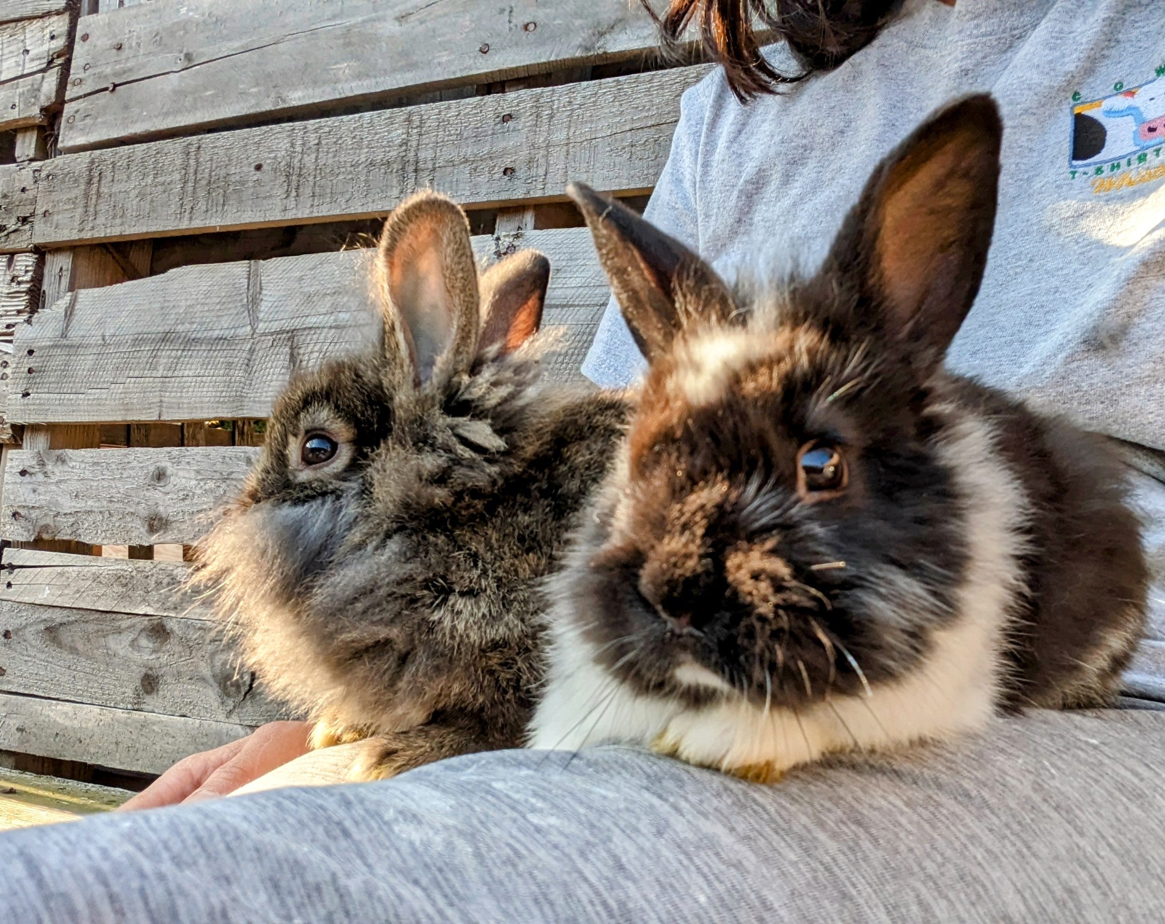 2-6 month old bunny rabbits - Image 9