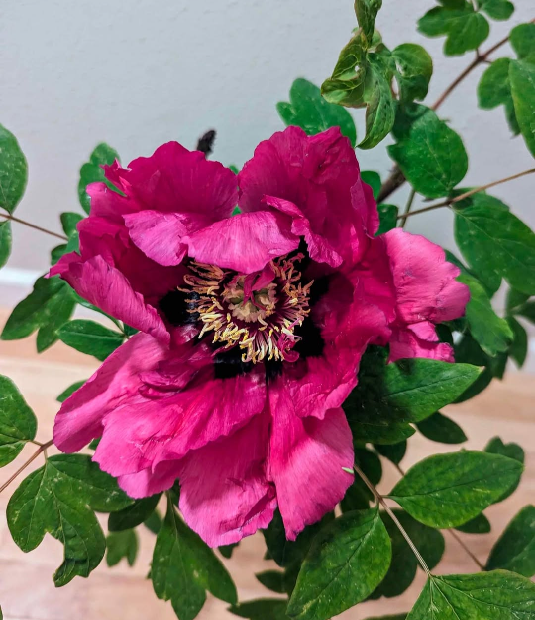 "Sweet Magic" large flower tree peony Preorder for fall 2026 - Image 3