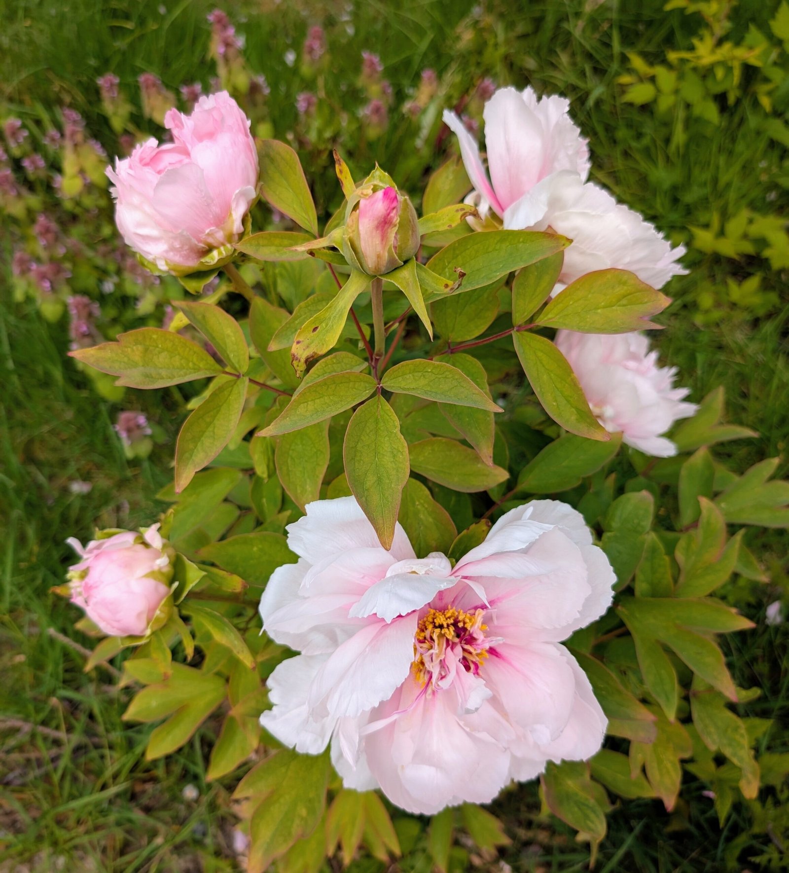 "Peach blossom in the snow" large flower tree peony - Image 12