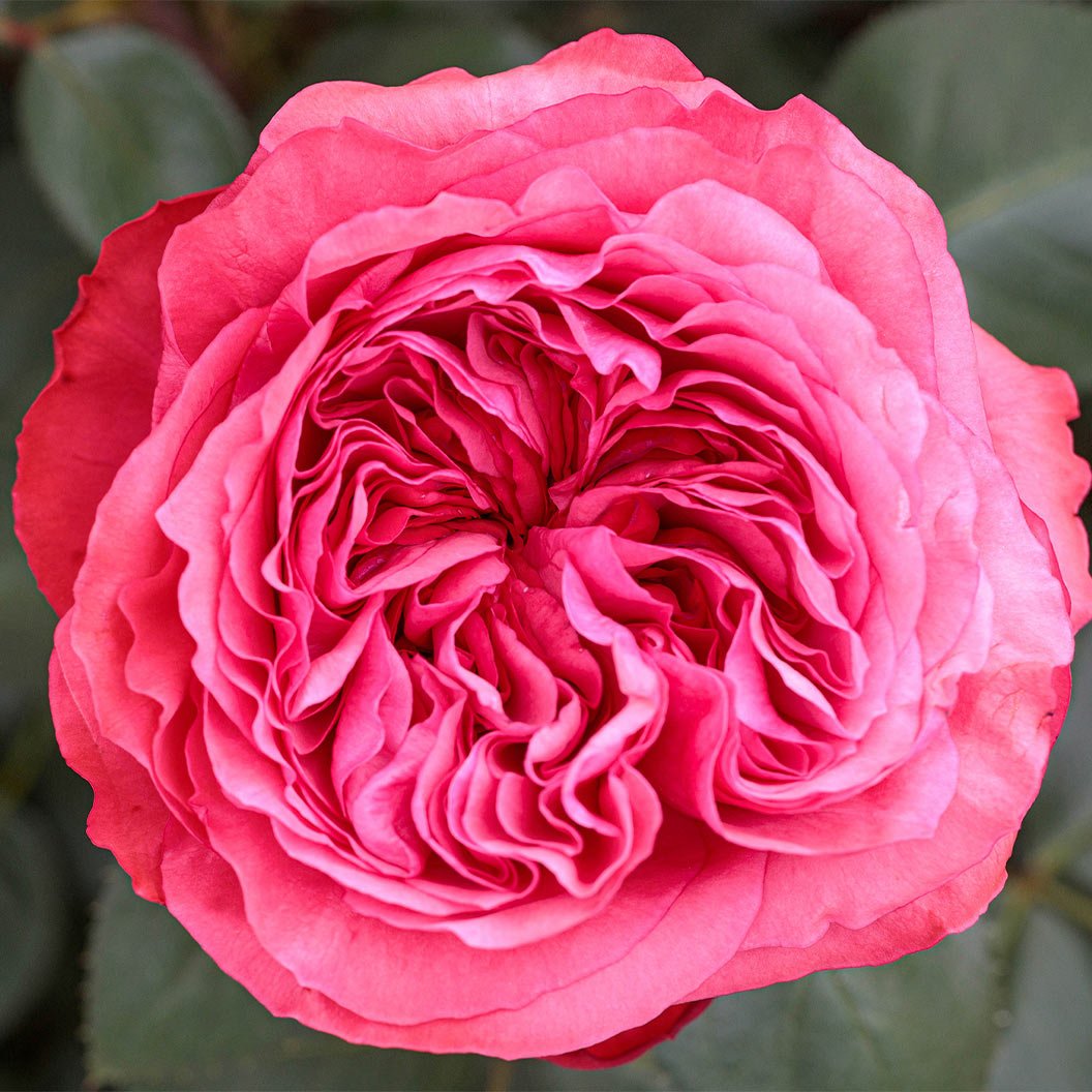 5-7 gal large size "Loves me, loves me not" garden rose plant flower bush shrub - Image 6