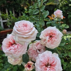 Strongly fragrant P. O'hara garden rose plant flower bush shrub