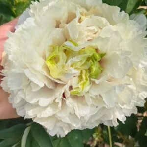 "Snow Mountain Jade" large flower tree peony