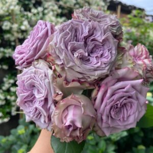 Dolcetto lookalike garden rose plant flower bush shrub
