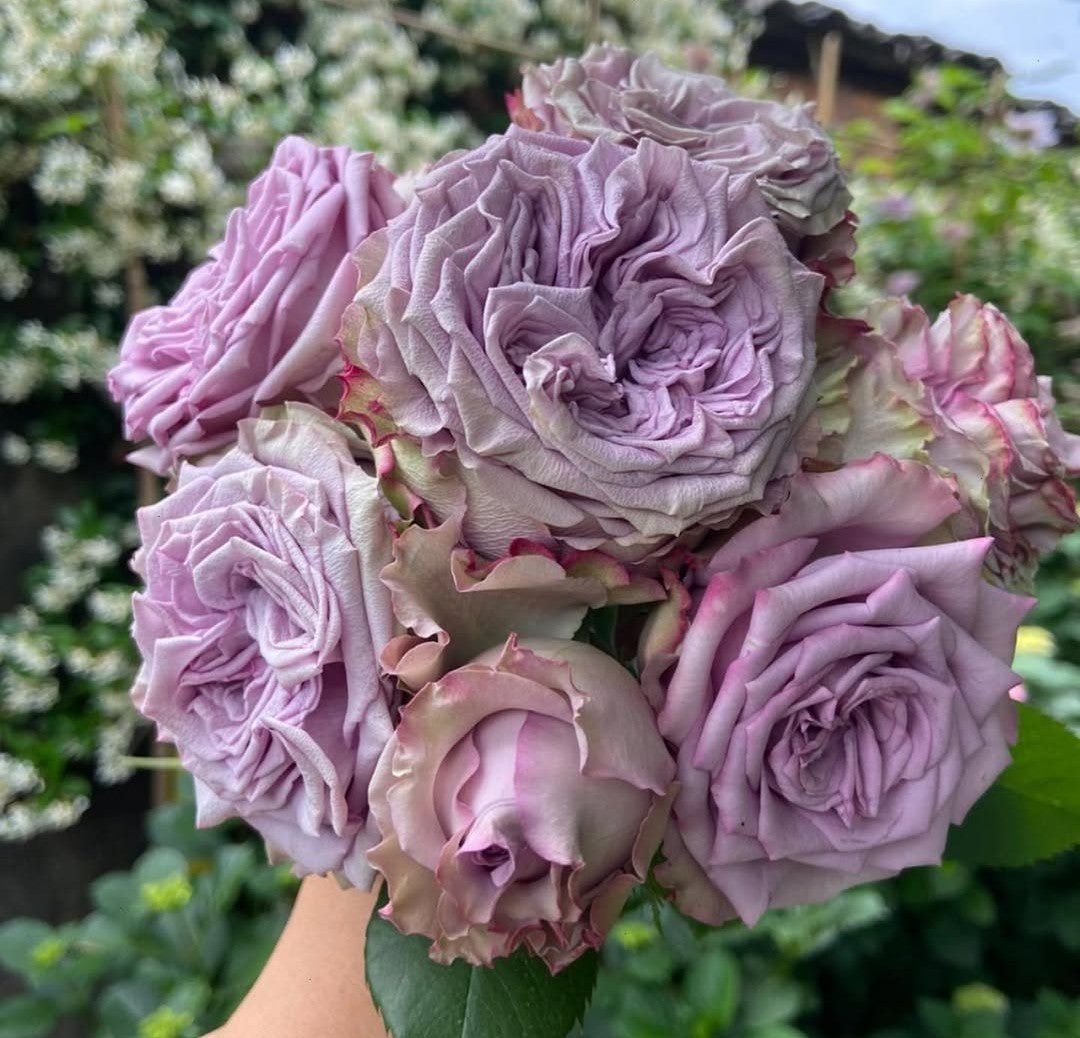 Dolcetto lookalike garden rose plant flower bush shrub