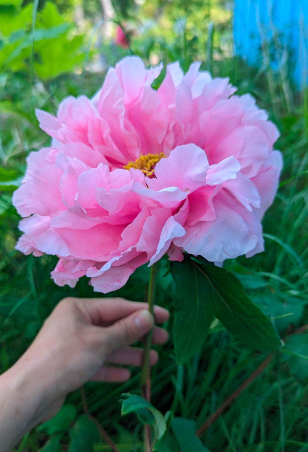 Hanakisoi Japanese large flower tree peony - Image 5