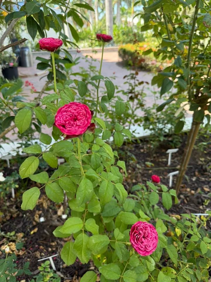 Just More rose plant flower bush shrub - Image 3