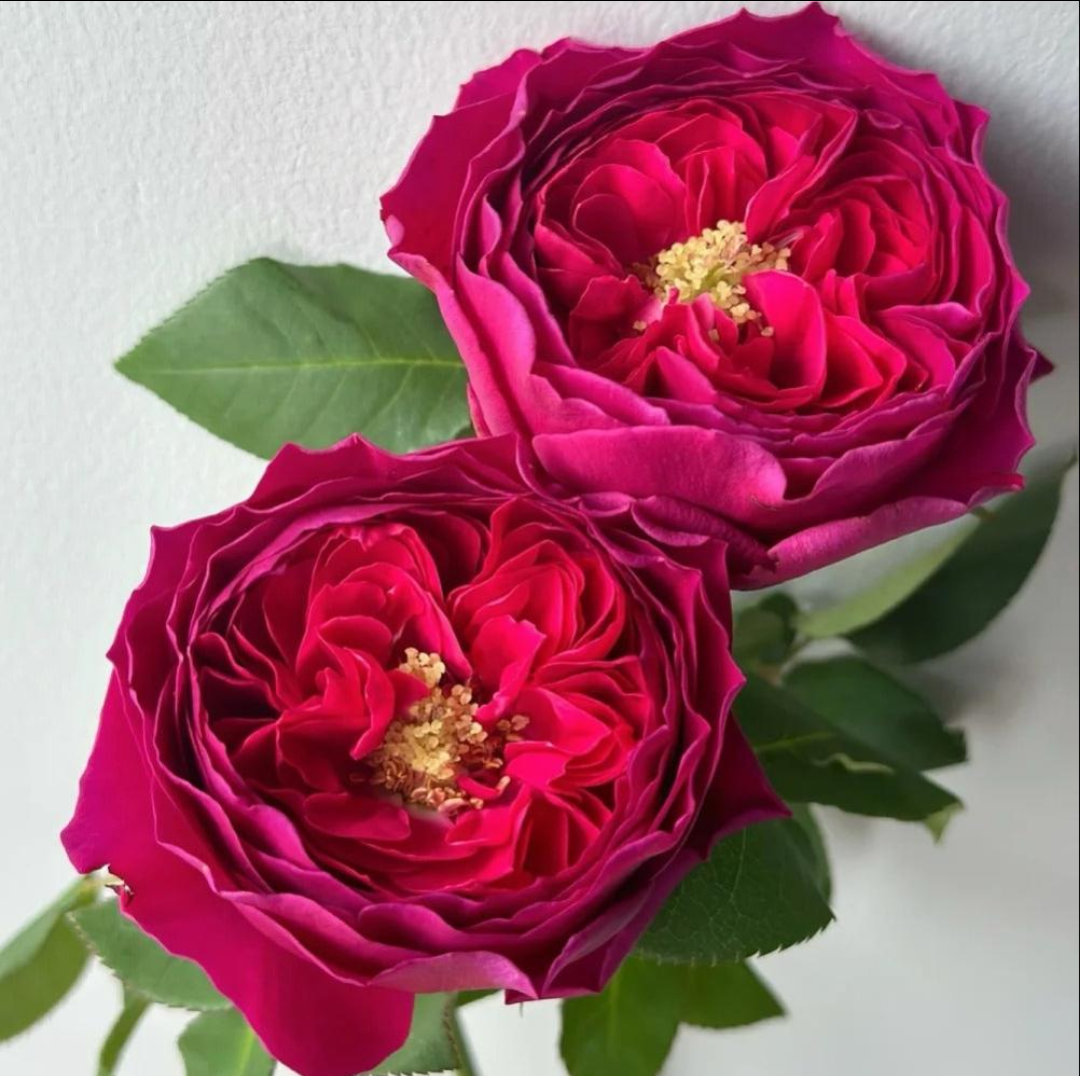 Wedding garden rose plant flower bush deciduous shrub - Image 6